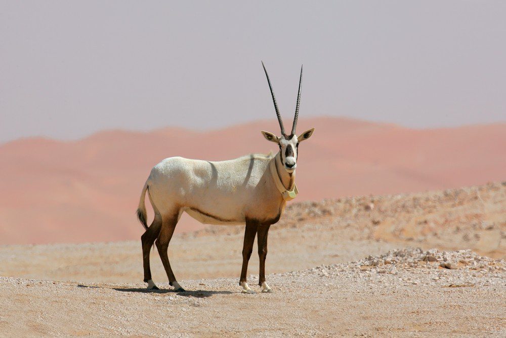 Arabian Oryx Hje 59539