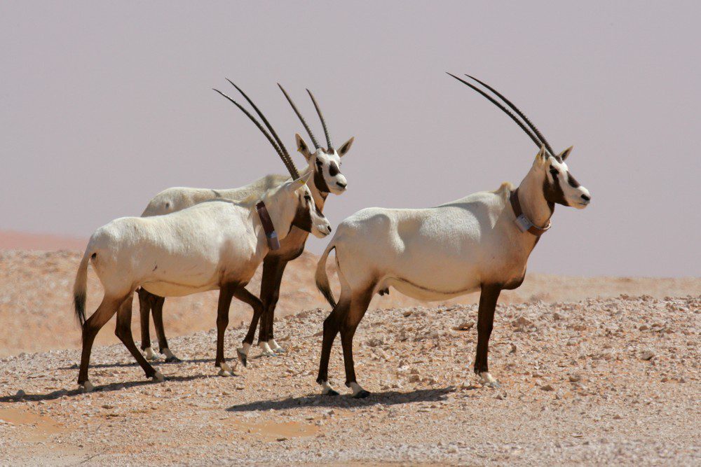 Arabian Oryx Hje 59541