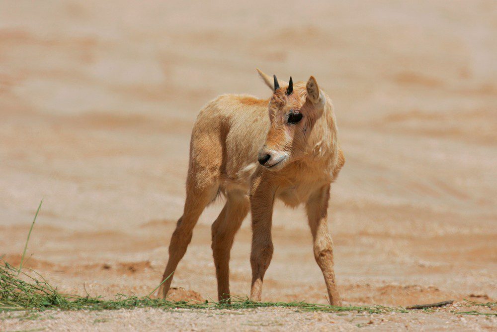 Arabian Oryx Hje 59546